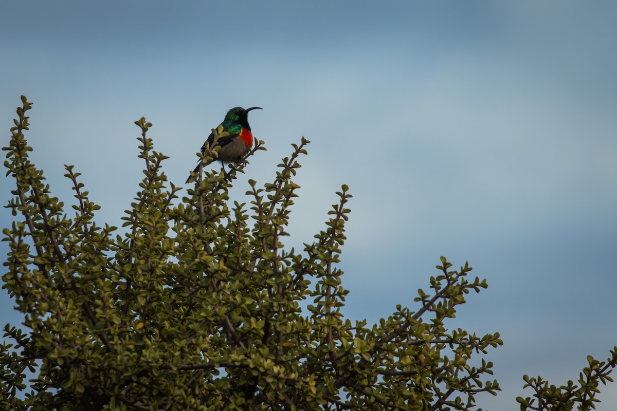 Greater Double-collared Sunbird - ML629706221