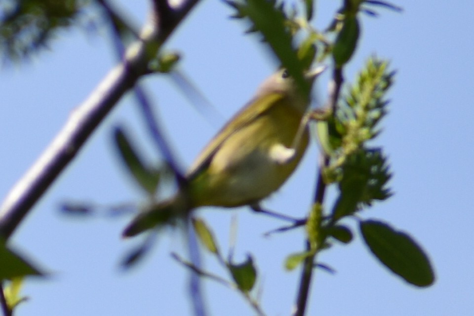 Nashville Warbler - ML629706241