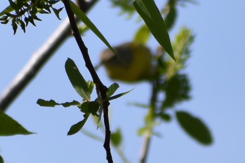 Nashville Warbler - ML629706242