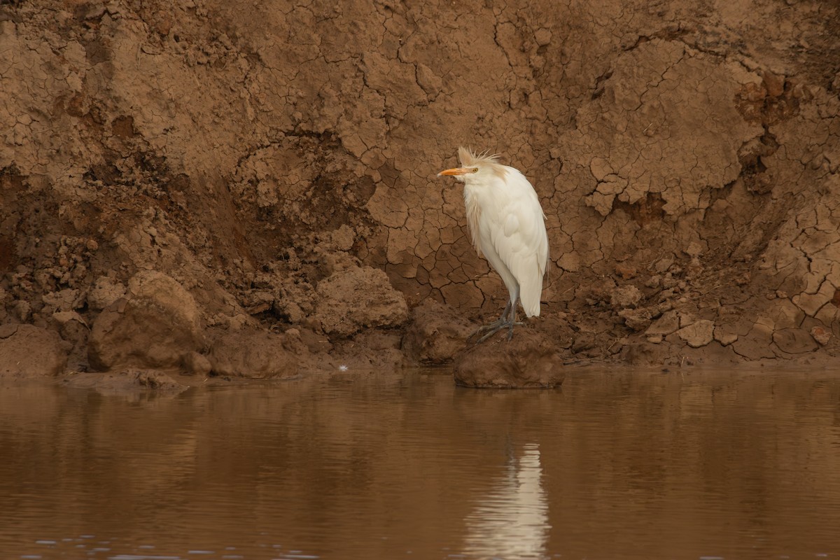 Western Cattle-Egret - Antonio Rodriguez-Sinovas