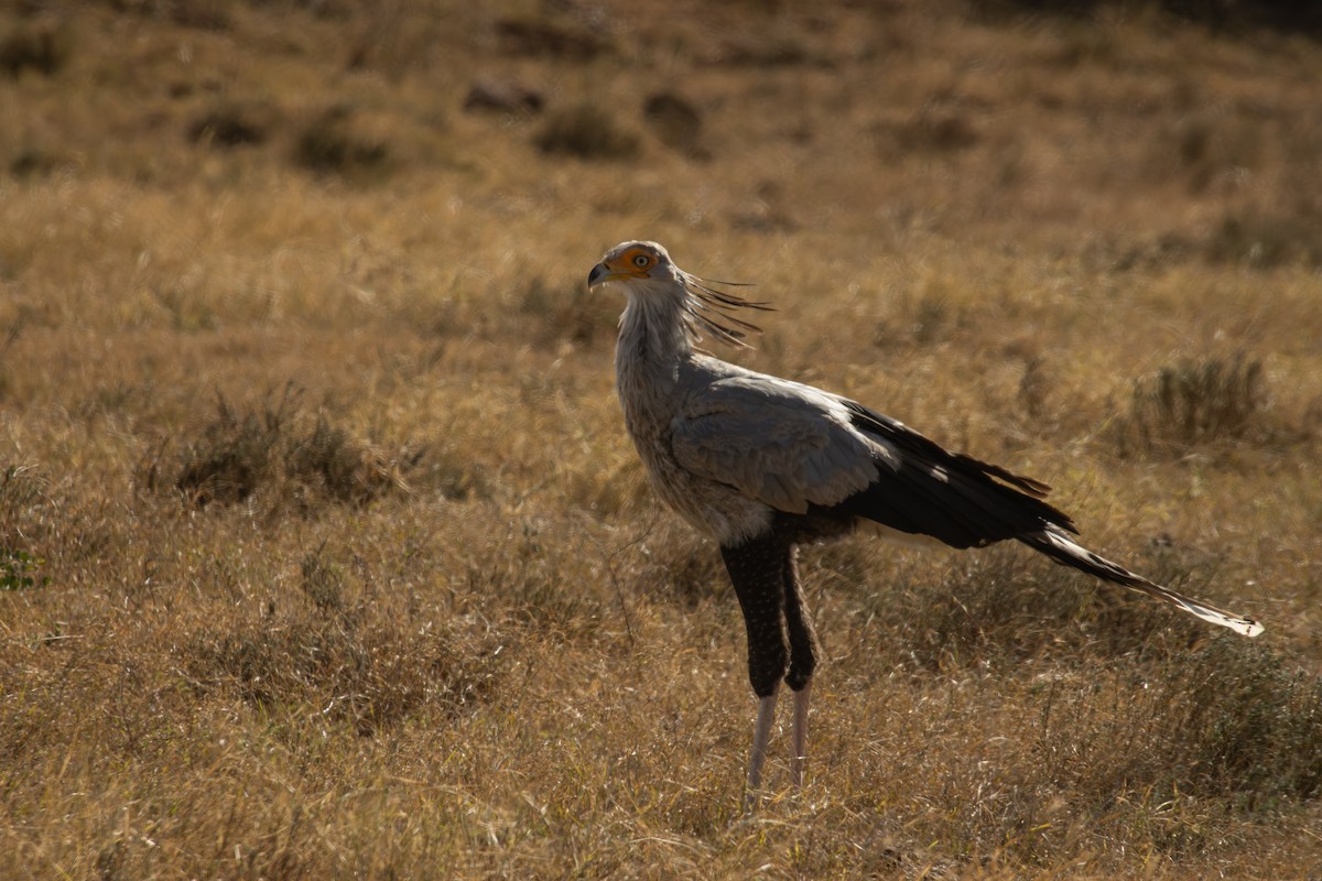 Secretarybird - Antonio Rodriguez-Sinovas
