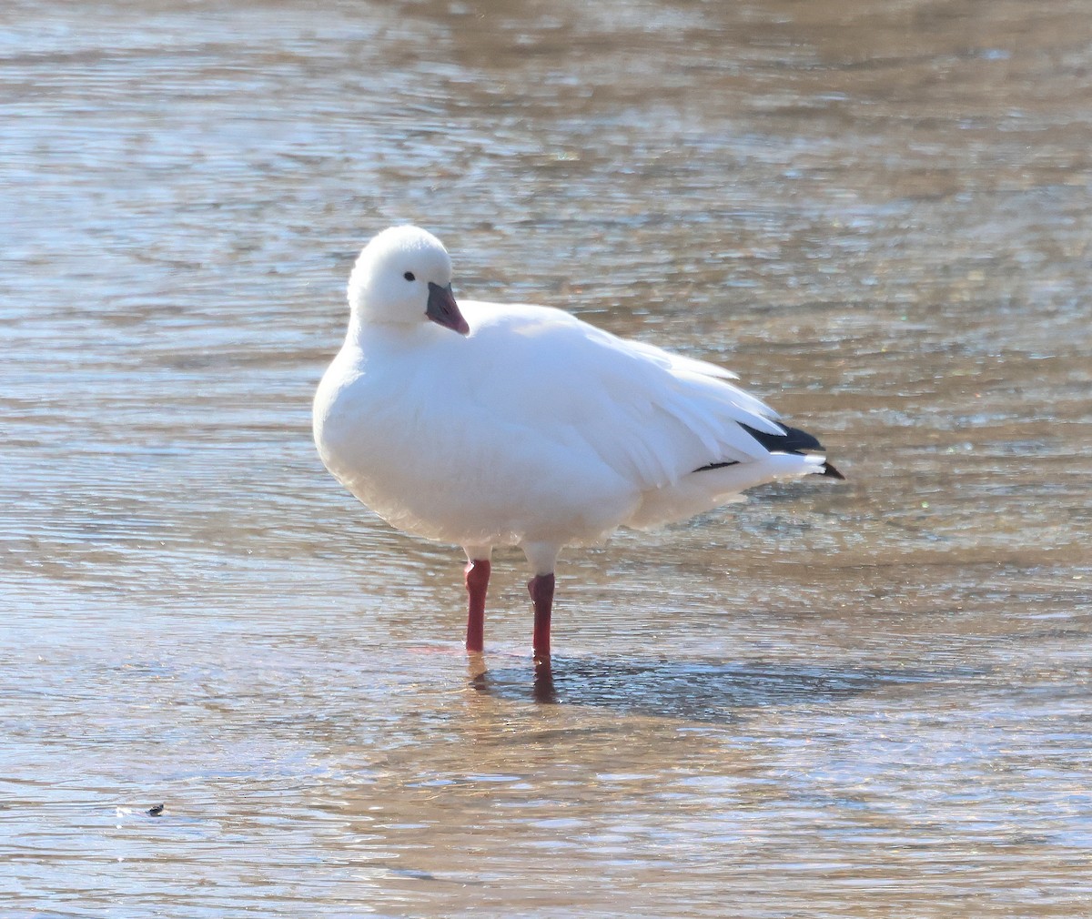 Ross's Goose - ML629706288