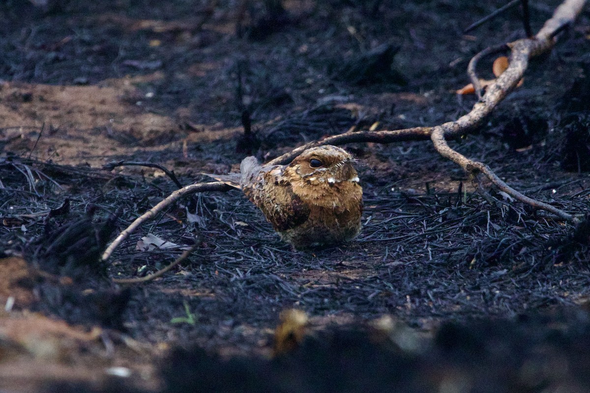 Fiery-necked Nightjar (Fiery-necked) - ML629706332