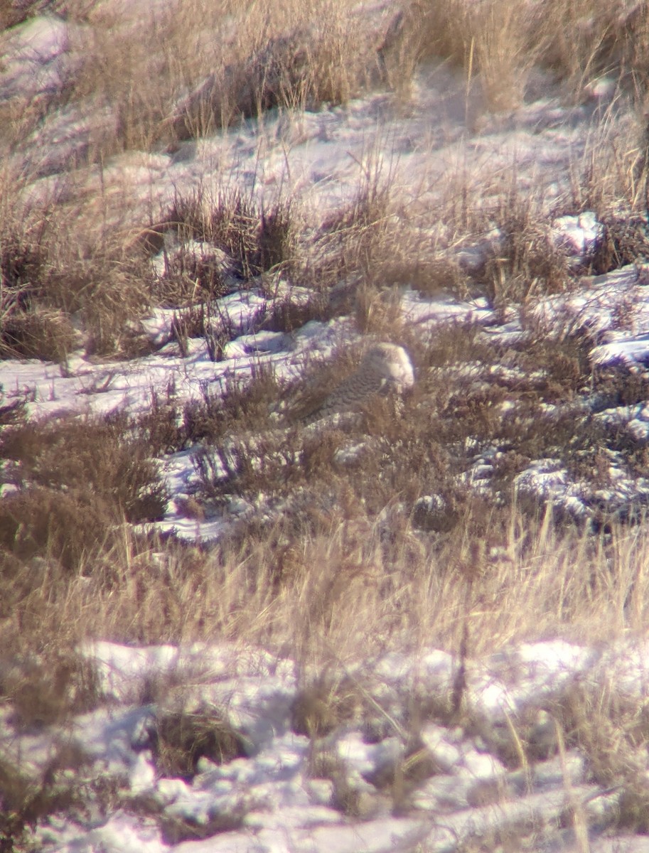 Snowy Owl - ML629706504
