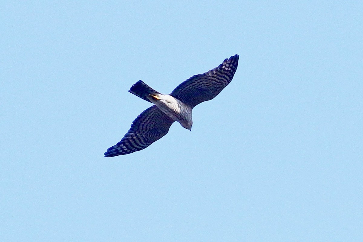 Eurasian Sparrowhawk - ML629706551
