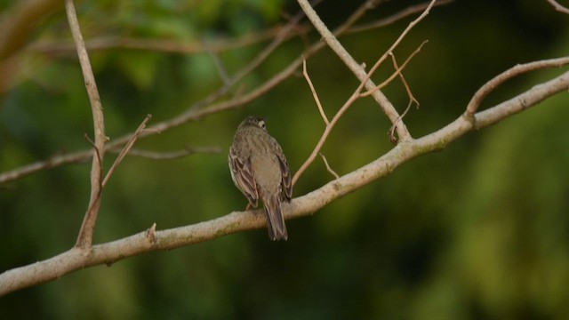 Waldpieper - ML629706614