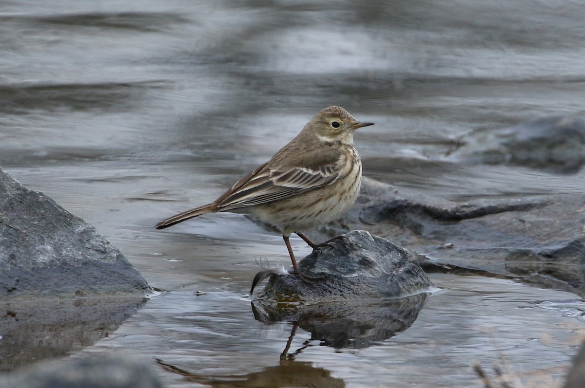 American Pipit - ML629706661