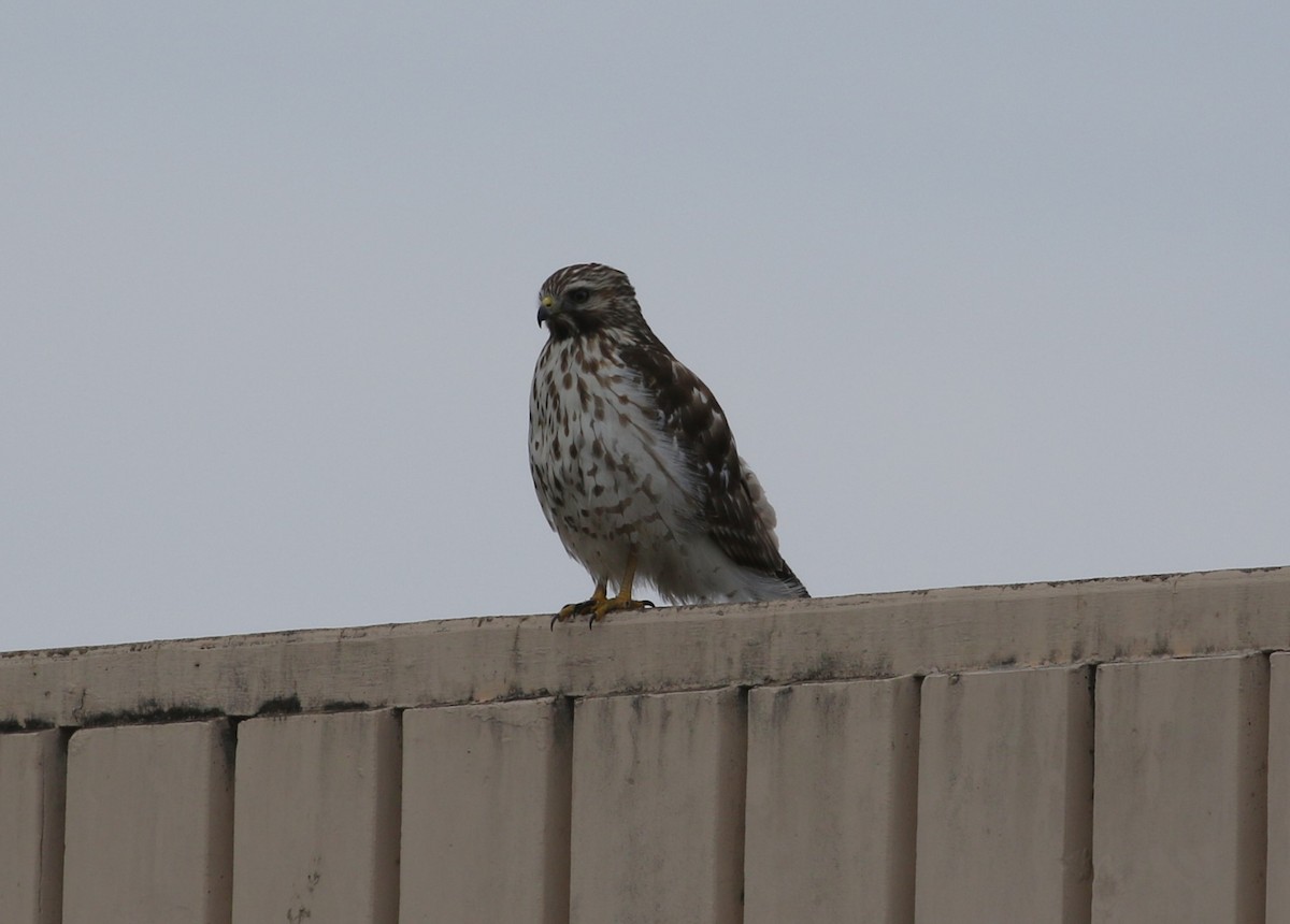 Red-shouldered Hawk - ML629706663