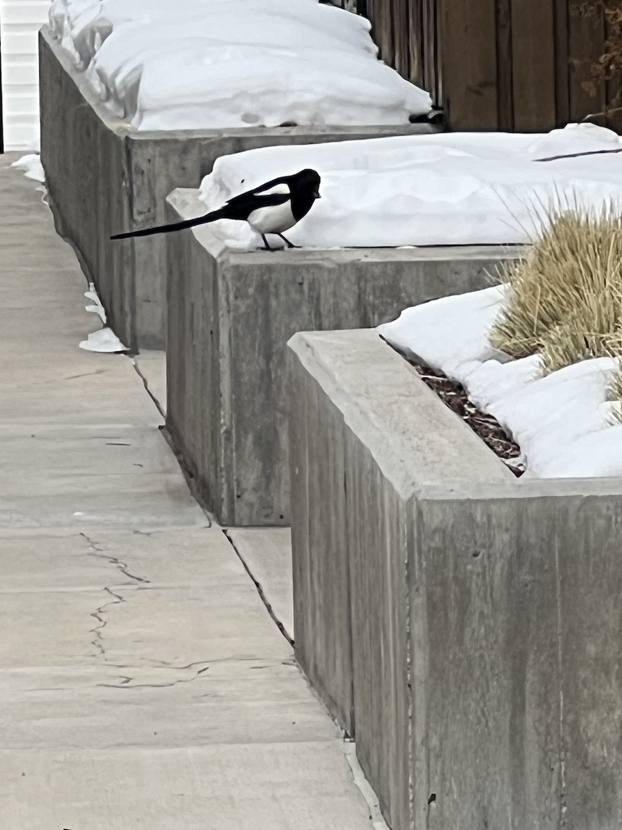 Black-billed Magpie - ML629706718
