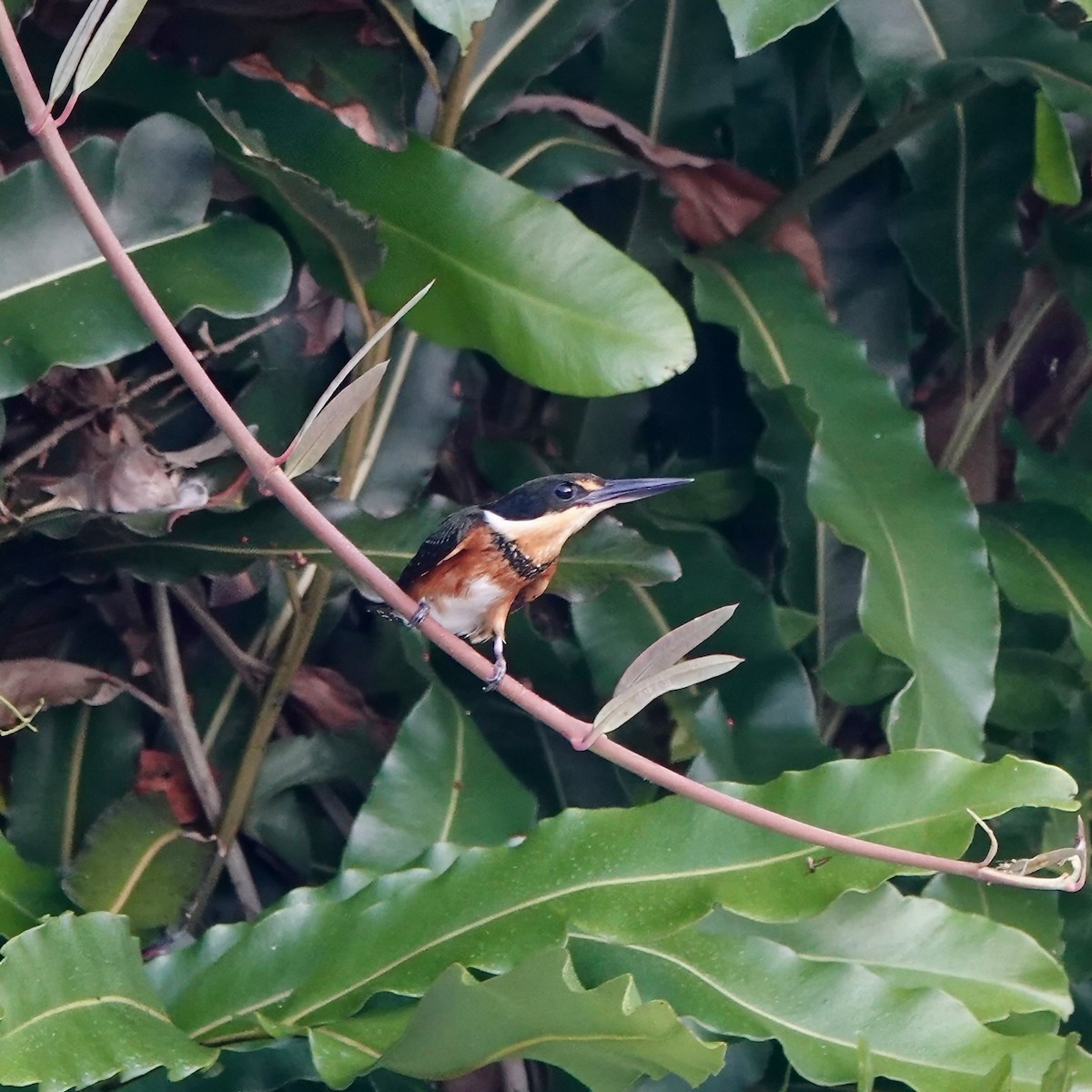 American Pygmy Kingfisher - ML629706748