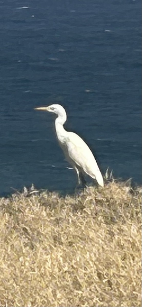 Western Cattle-Egret - ML629706902