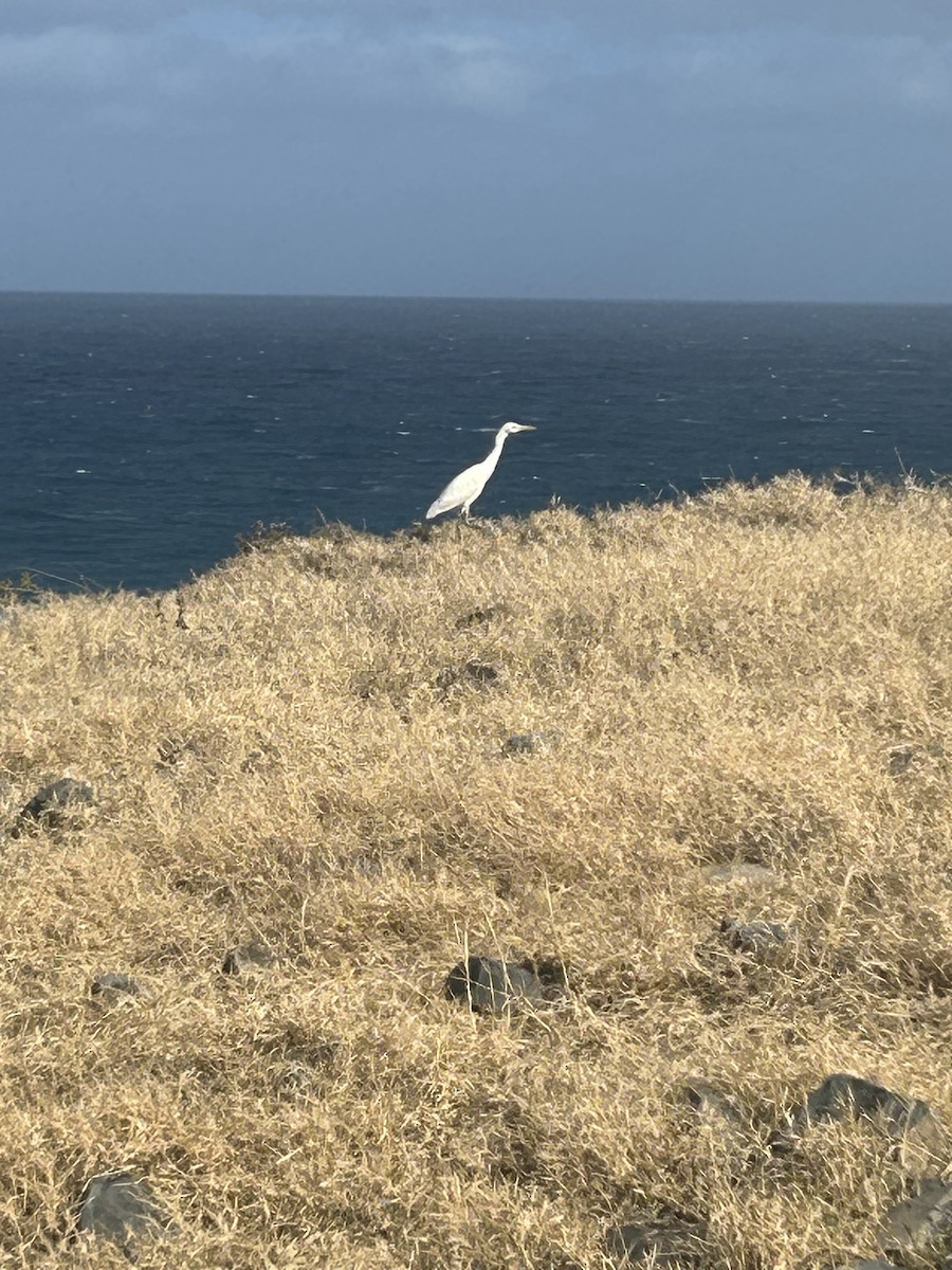 Western Cattle-Egret - ML629706903