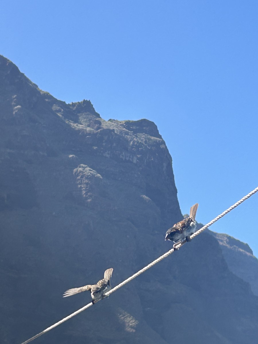 Cape Verde Sparrow - ML629706946