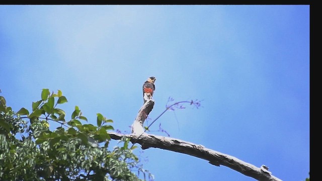 Bat Falcon - ML629707065