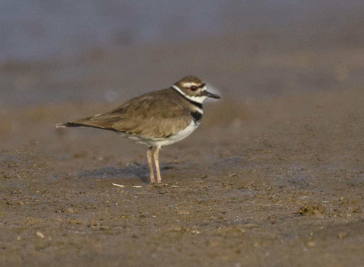 Killdeer - ML62970761