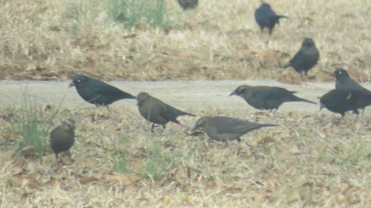 Rusty Blackbird - ML629707888