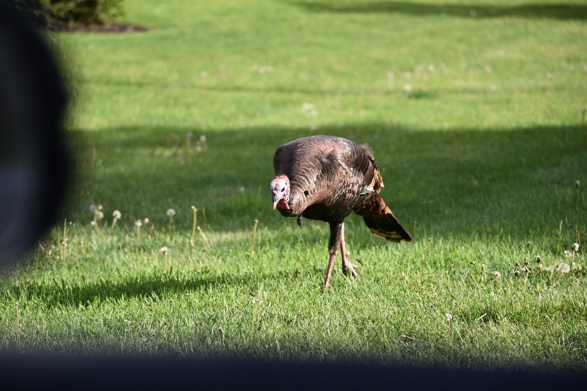 Wild Turkey - ML629707898