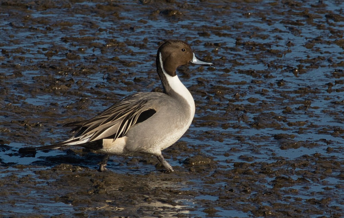 Northern Pintail - ML629707979
