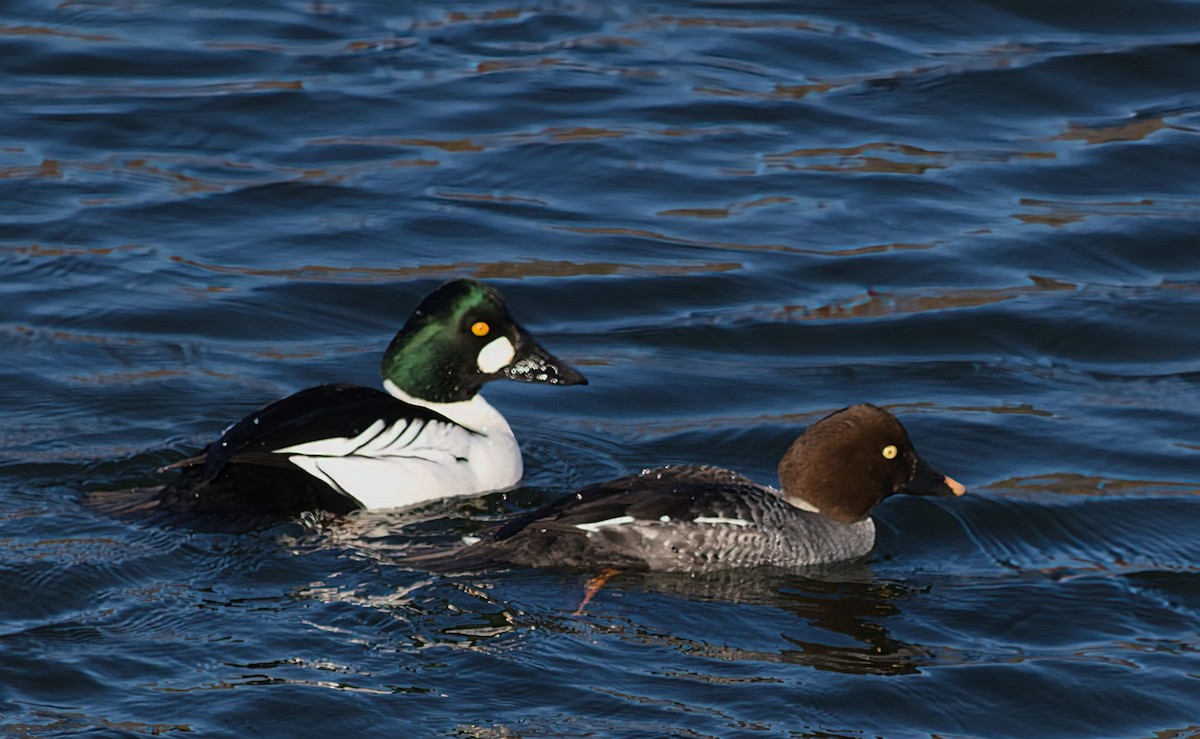 Common Goldeneye - ML629708030