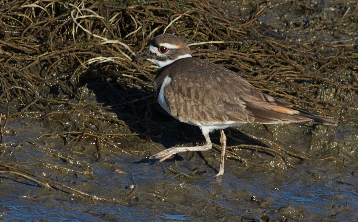 Killdeer - ML629708067