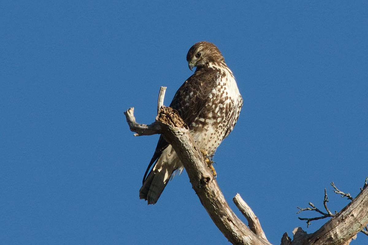Red-tailed Hawk - ML629708092