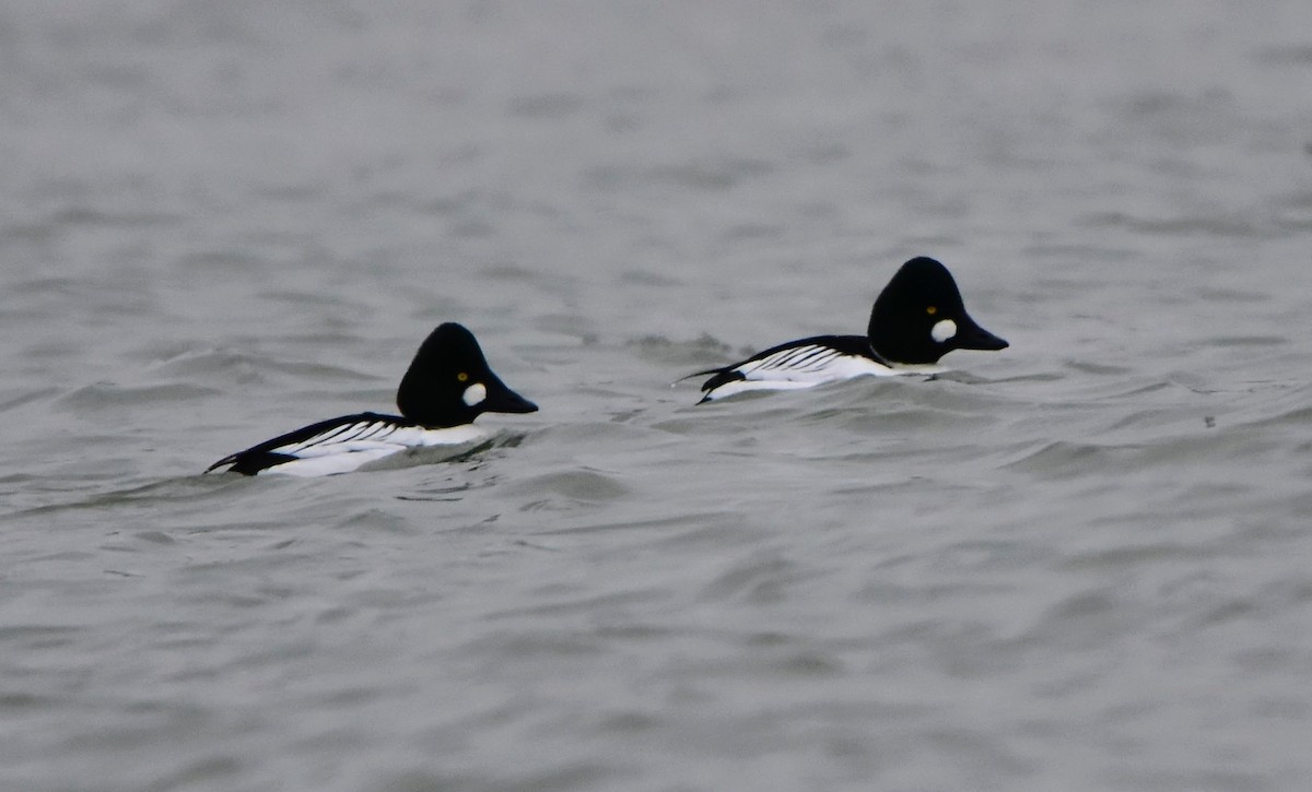 Common Goldeneye - ML629708157