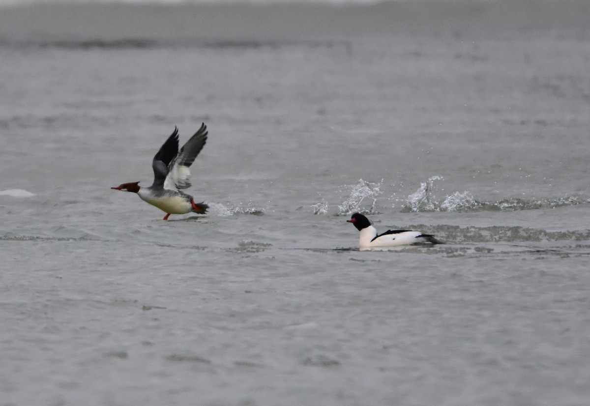 Common Merganser - ML629708159
