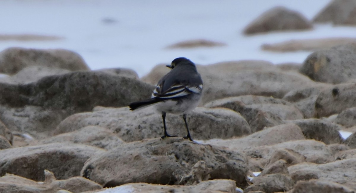 White Wagtail (ocularis) - ML629708196