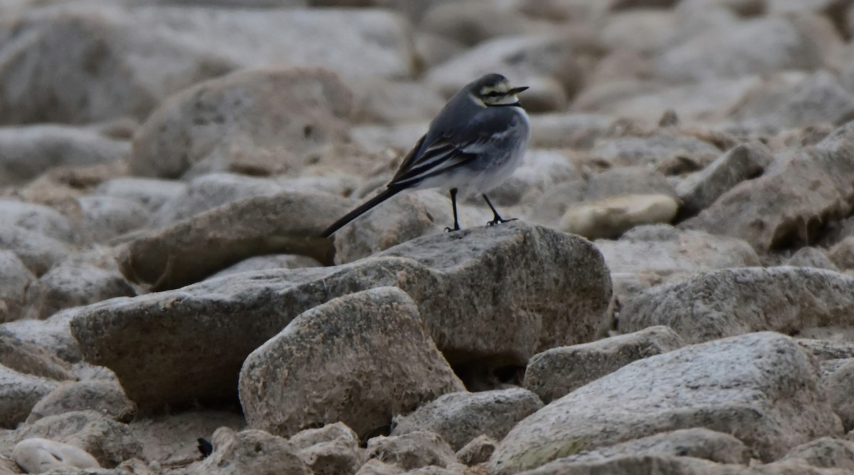 White Wagtail (ocularis) - ML629708217