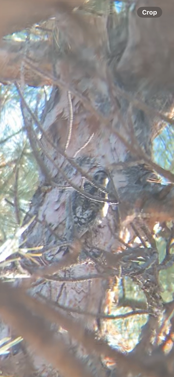 Yellow-bellied Sapsucker - ML629708271