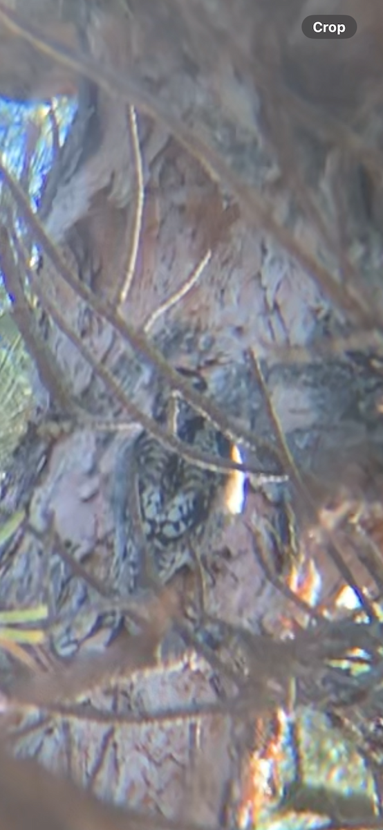 Yellow-bellied Sapsucker - ML629708272