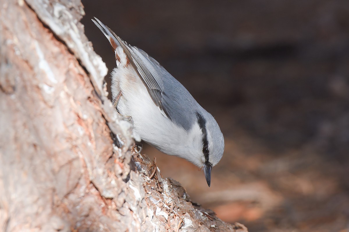 Eurasian Nuthatch (White-bellied) - ML629708538