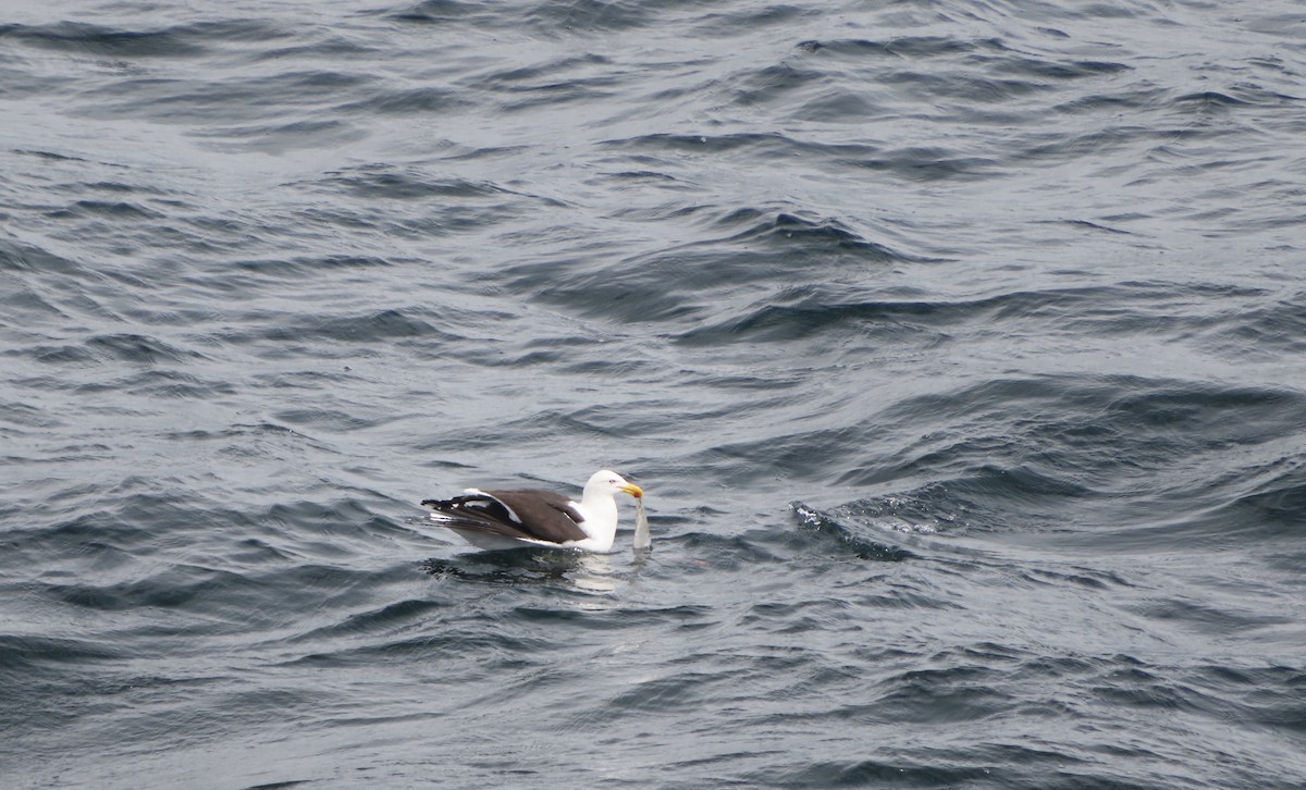 Kelp Gull - ML629708856