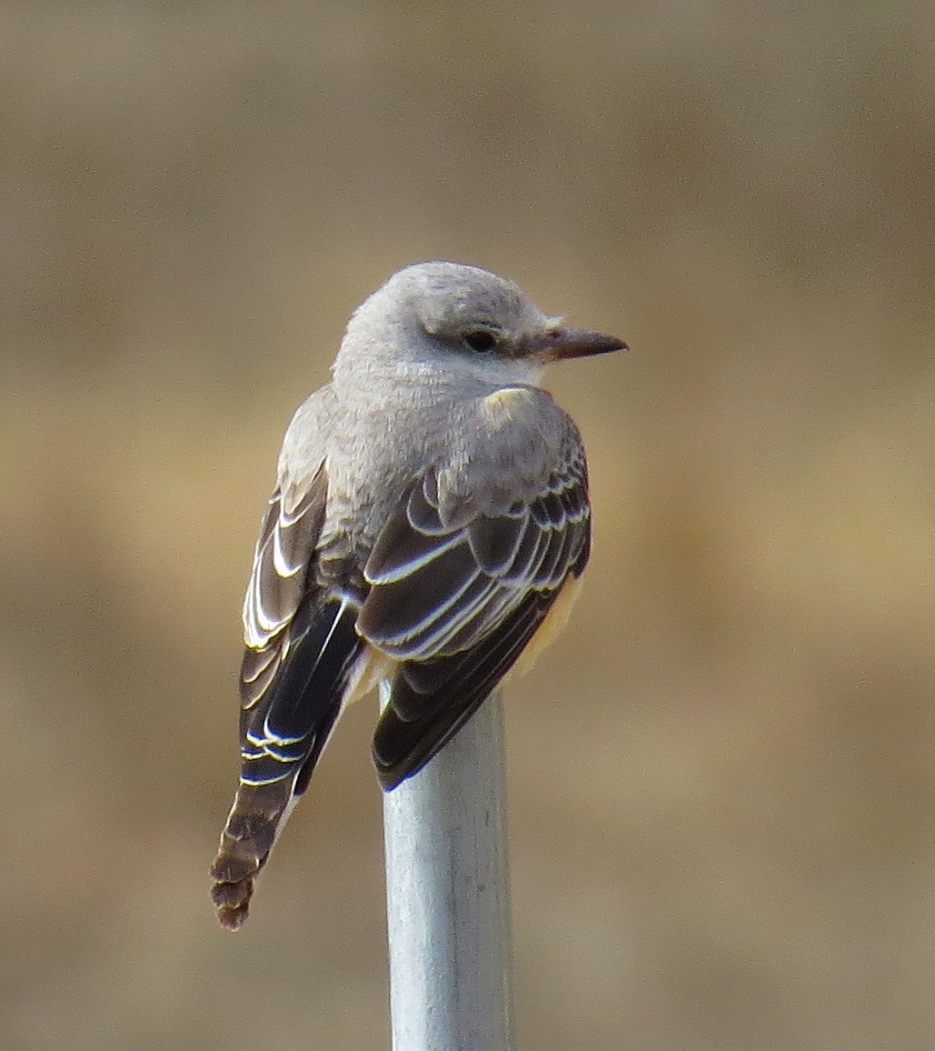 Scissor-tailed Flycatcher - ML629709066