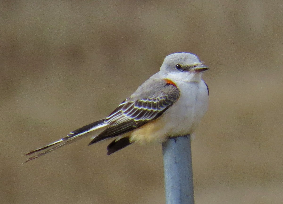 Scissor-tailed Flycatcher - ML629709081