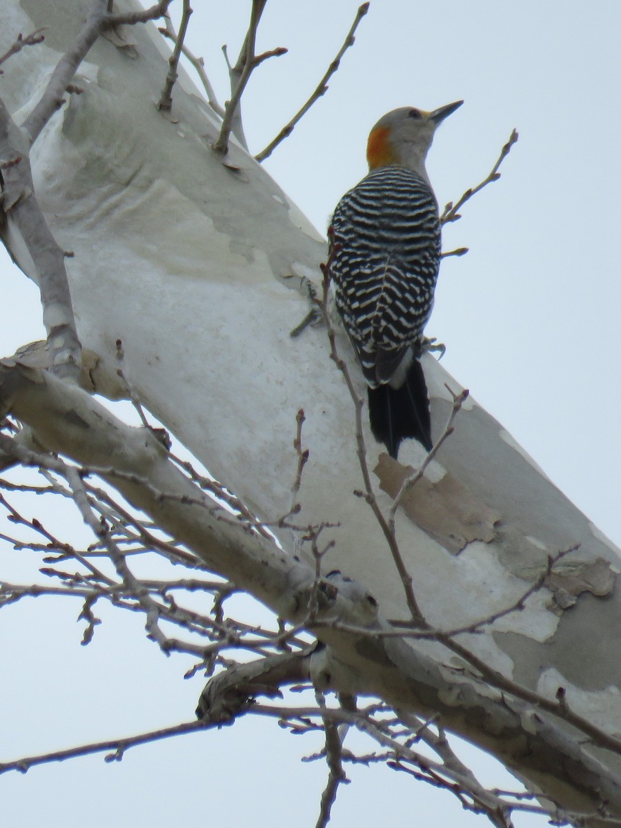 Golden-fronted/Red-bellied Woodpecker - ML629709225