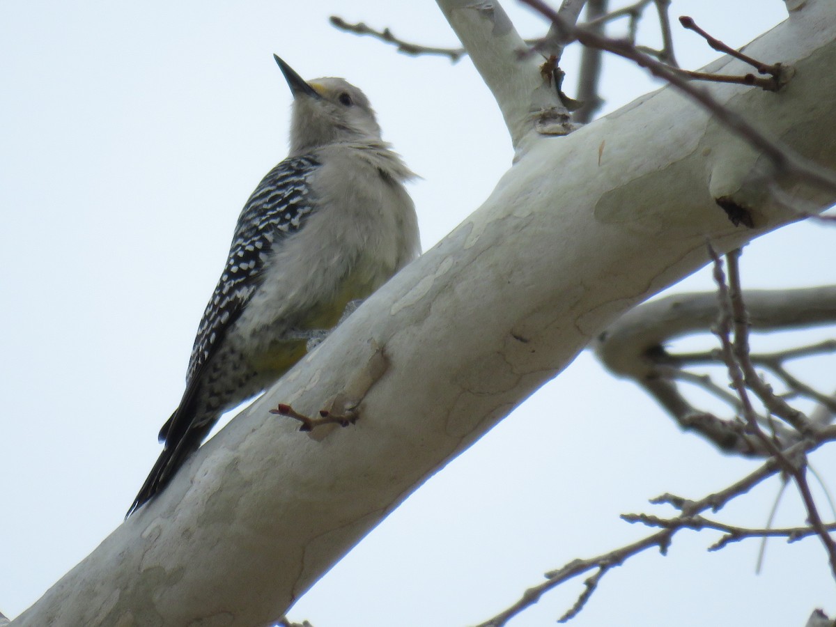 Golden-fronted/Red-bellied Woodpecker - ML629709226