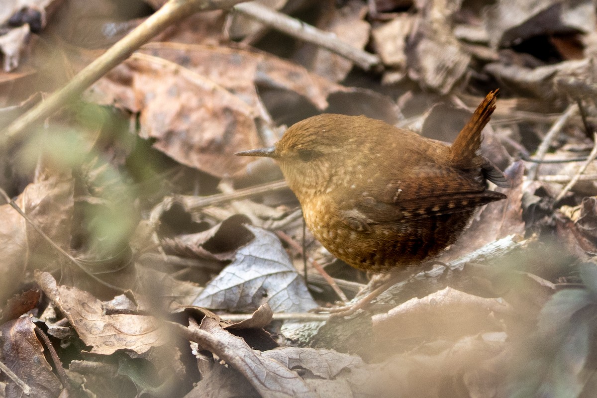 Winter Wren - ML629709561