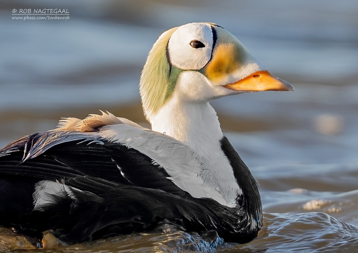 Spectacled Eider - ML629709855