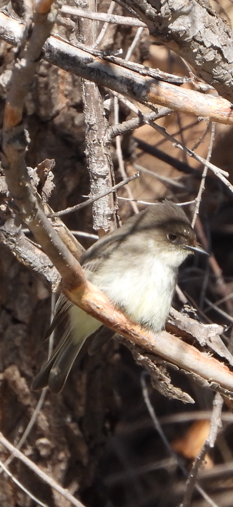 Moucherolle phébi - ML629710005