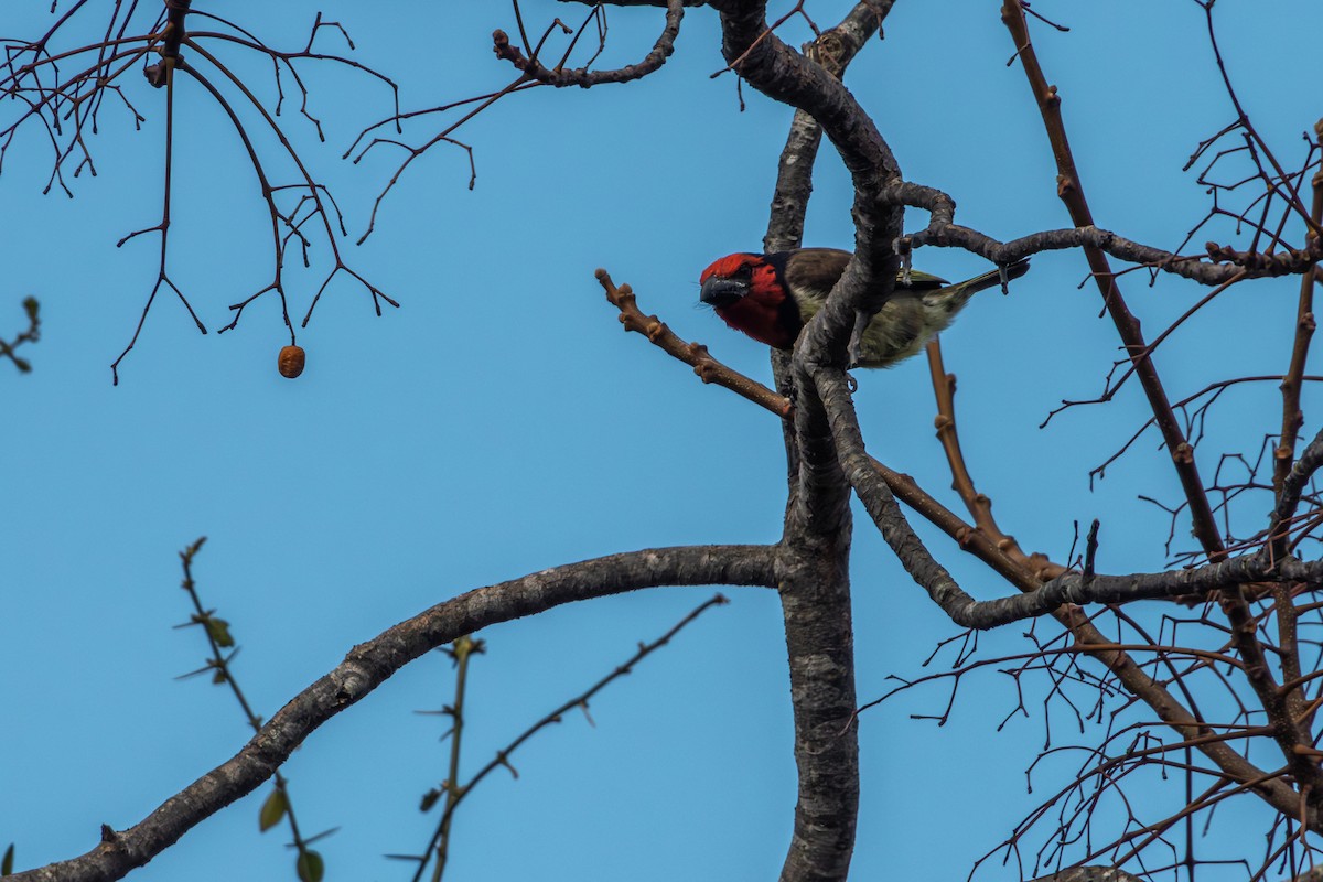 Black-collared Barbet - Antonio Rodriguez-Sinovas