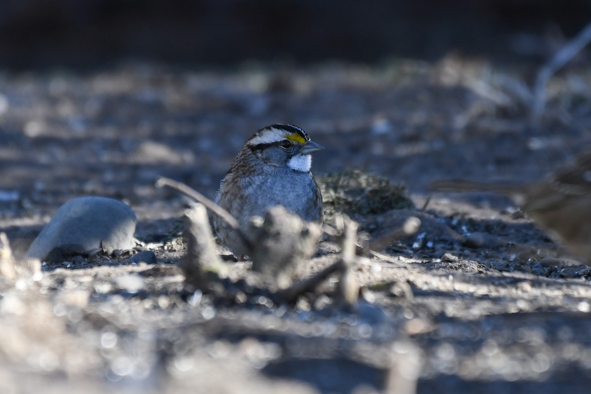 White-throated Sparrow - ML629710668