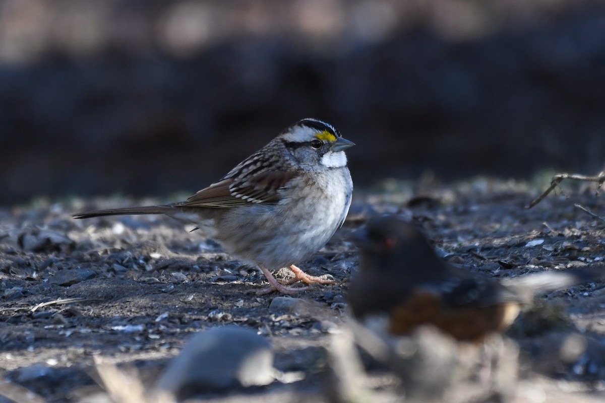 White-throated Sparrow - ML629710669