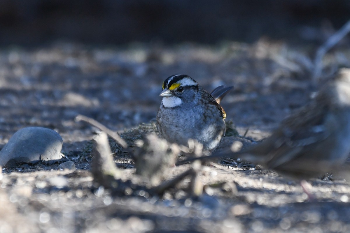 White-throated Sparrow - ML629710670