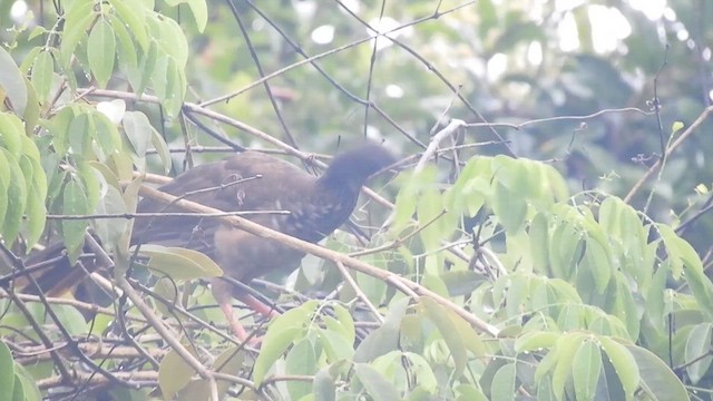 Speckled Chachalaca - ML629710710