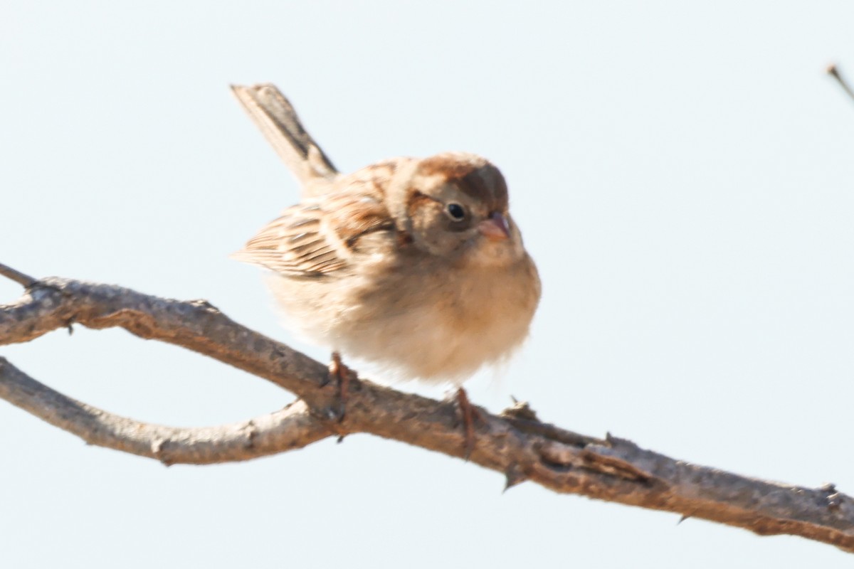 Field Sparrow - ML629710736