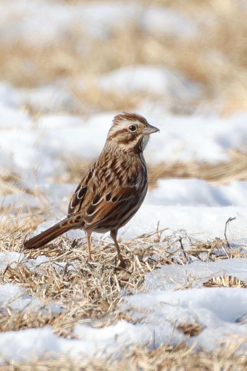 Song Sparrow - ML629710872
