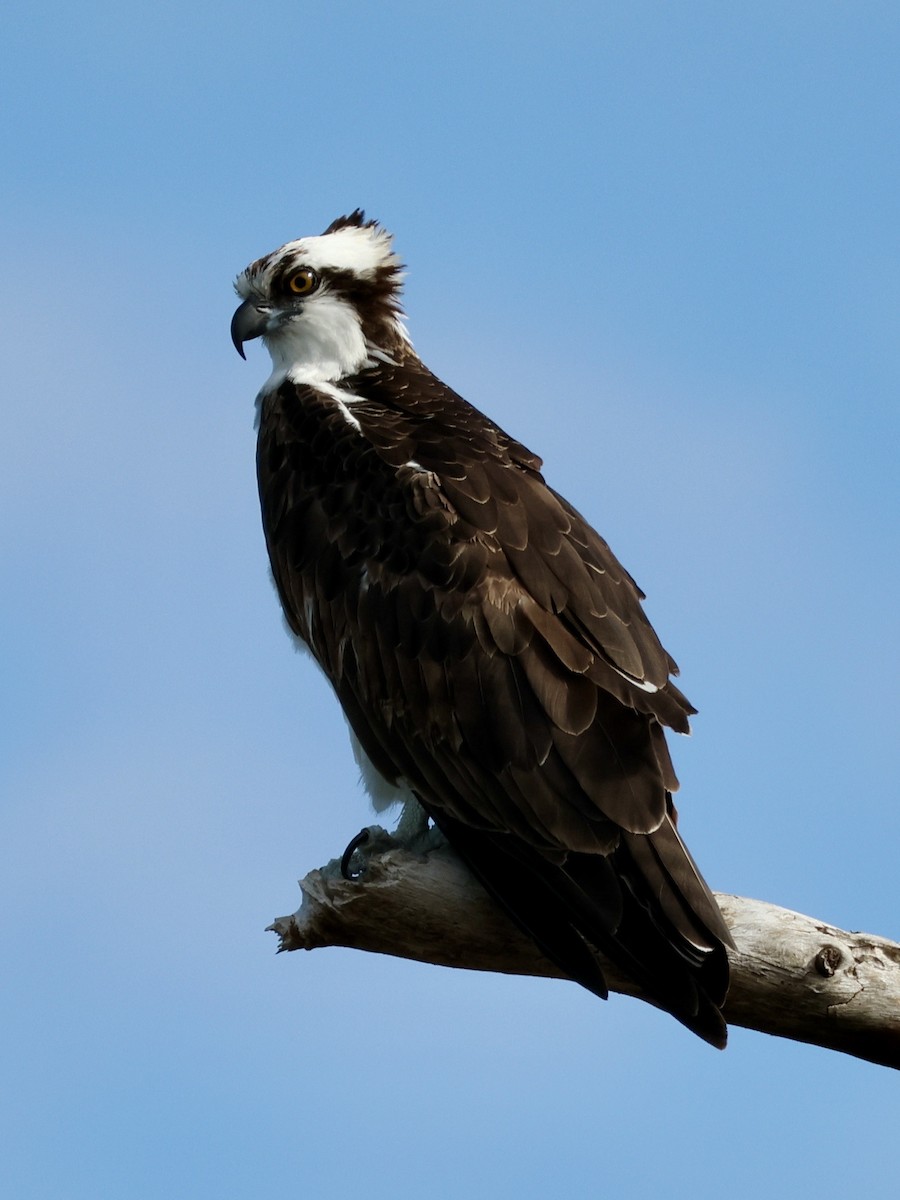 orlovec říční - ML629710940