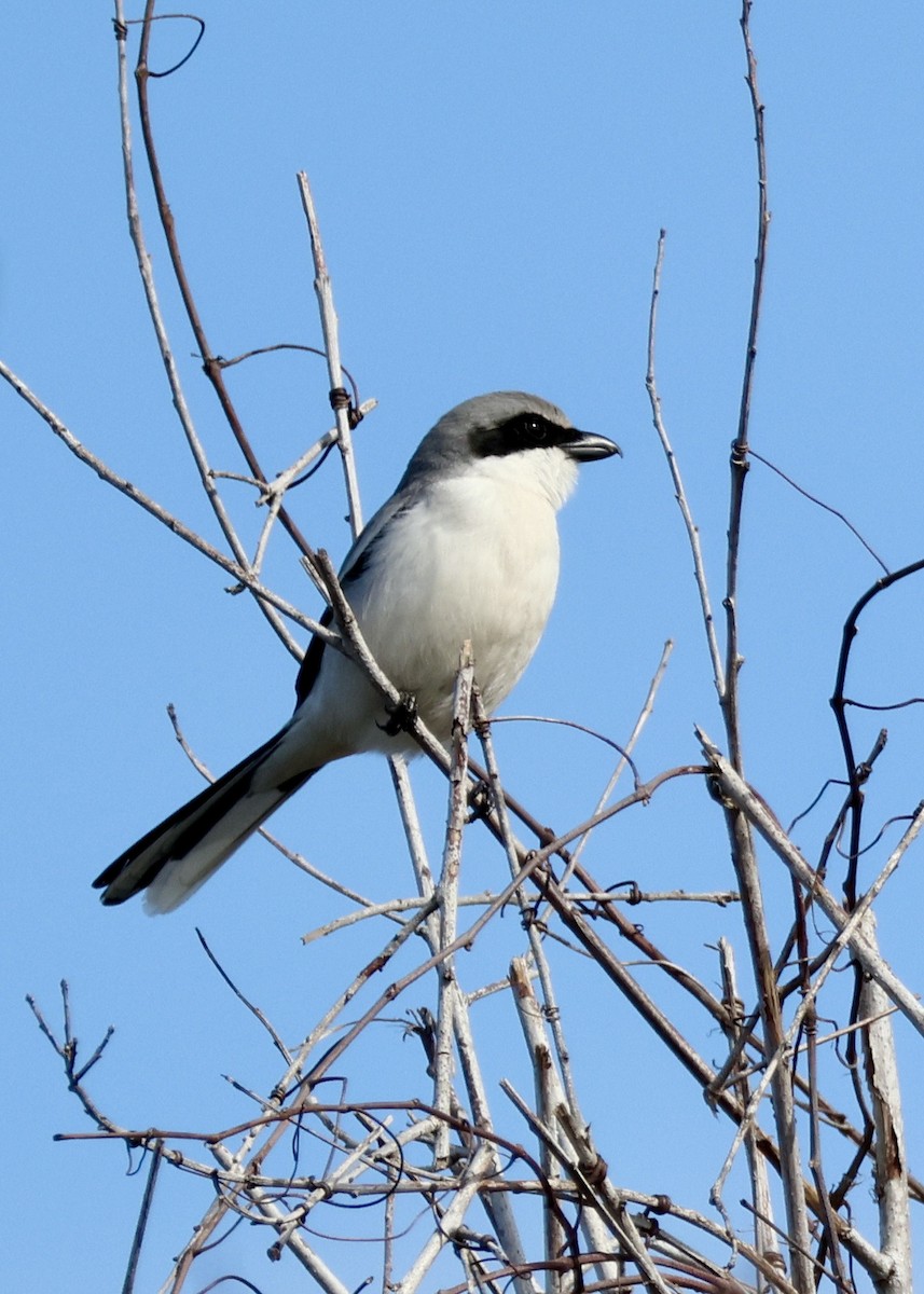 ťuhýk americký - ML629711081