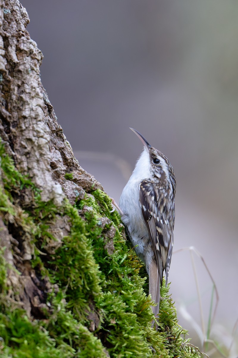 Short-toed Treecreeper - ML629711364